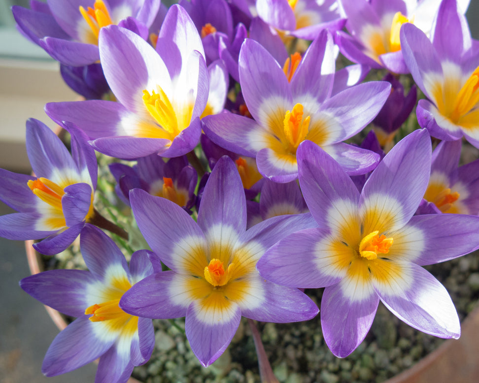 Crocus sieberi 'Tricolor'