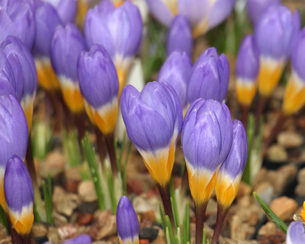 Crocus sieberi 'Tricolor'
