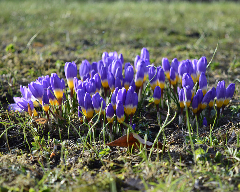 Crocus sieberi 'Tricolor'