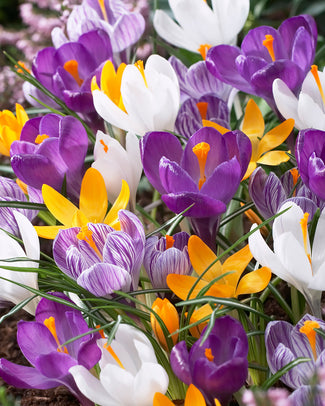 Crocus 'Mixed Colours' Crocus 'Mixed Colours'