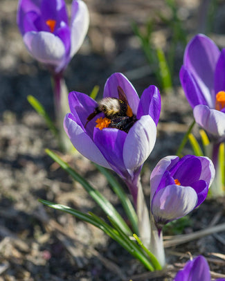 Crocus 'Yalta' Crocus 'Yalta'