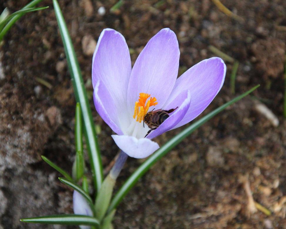 Crocus 'Yalta'