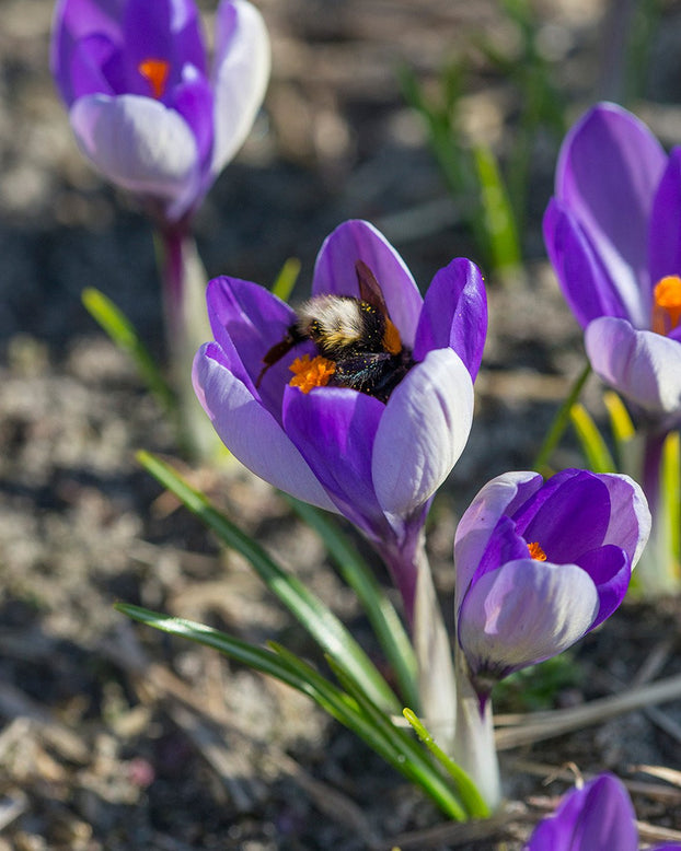 Flower BulbsYalta Bulbs UK - 1
