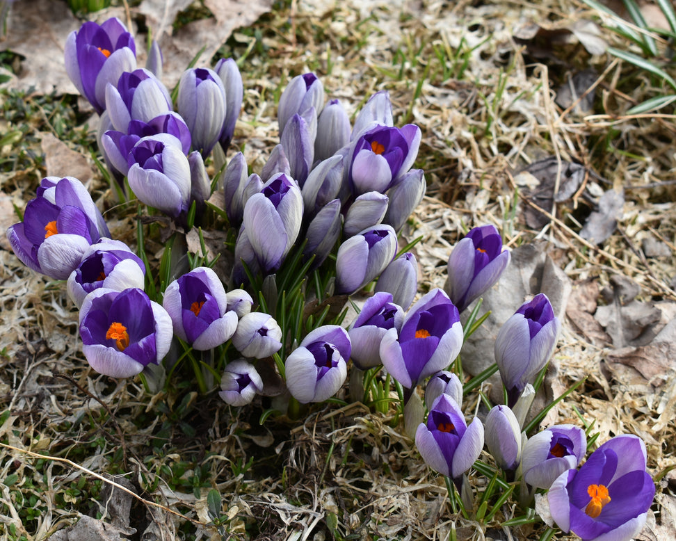 Crocus 'Yalta'