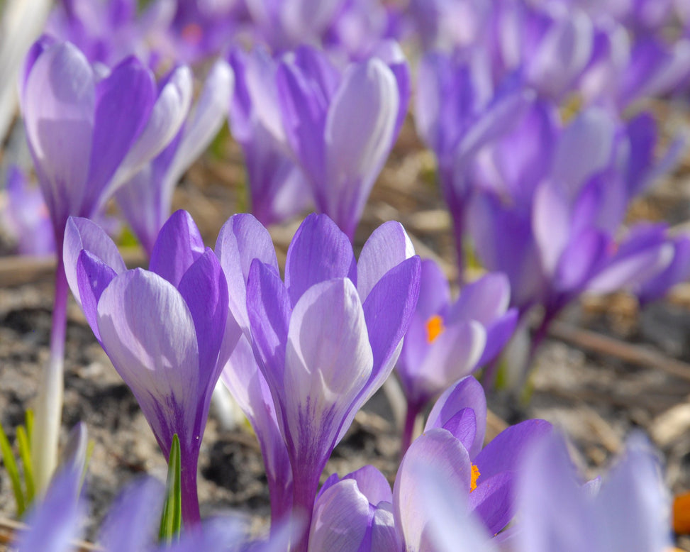 Flower BulbsYalta Bulbs UK - 2