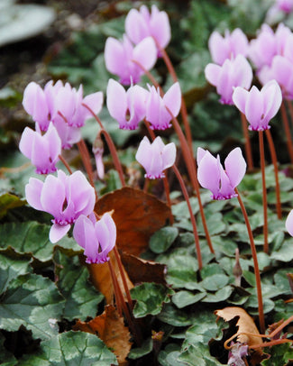 Cyclamen hederifolium Flower BulbsHederifolium Bulbs UK - 1