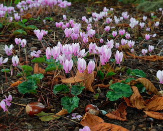 Cyclamen hederifolium Flower BulbsHederifolium Bulbs UK - 1