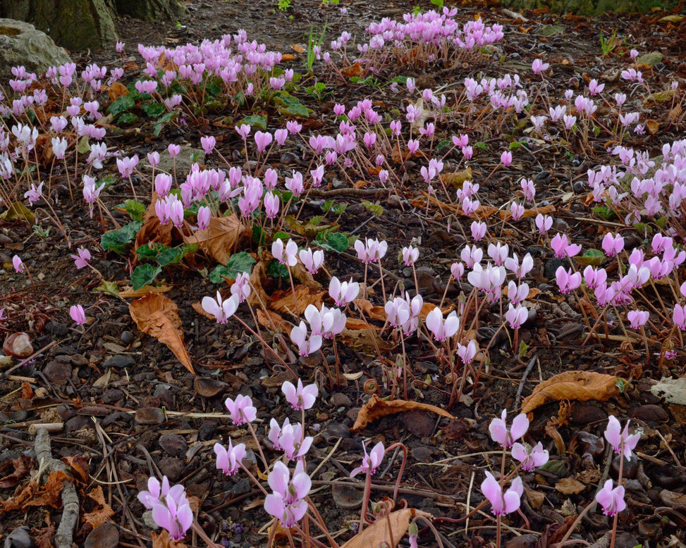 Flower BulbsHederifolium Bulbs UK - 4