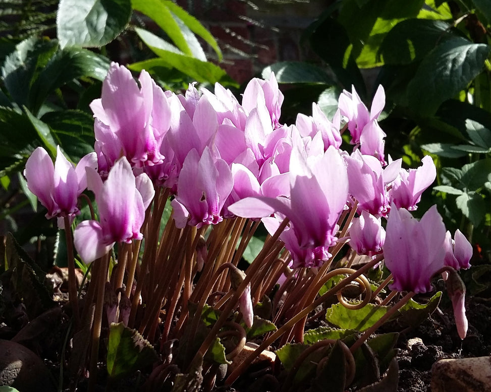 Cyclamen hederifolium