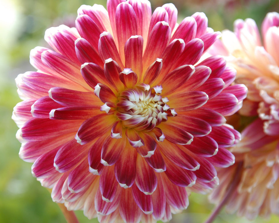 Dahlia 'Akita'