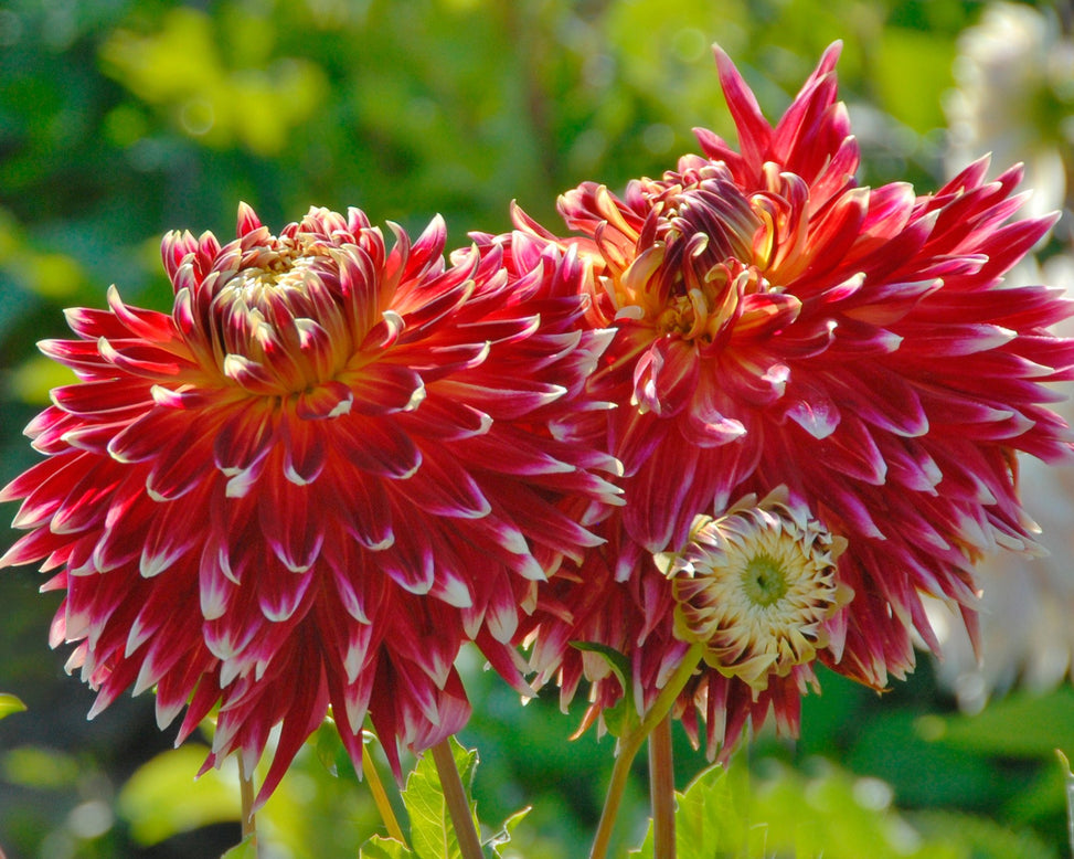 Dahlia 'Akita'