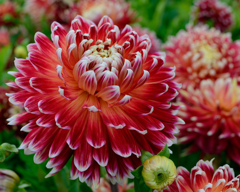 Dahlia 'Akita'