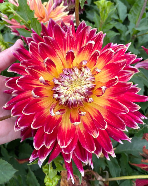 Dahlia 'Akita'