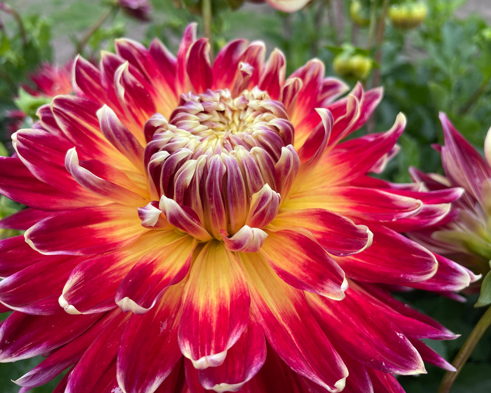 Dahlia 'Akita'