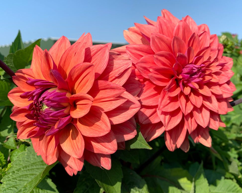 Dahlia 'American Dawn'