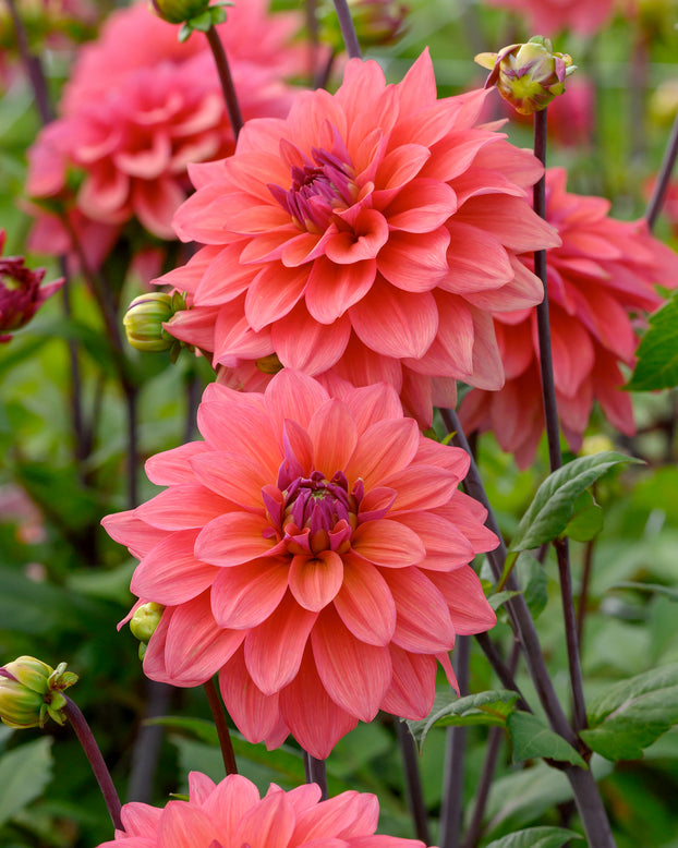 Dahlia 'American Dawn'
