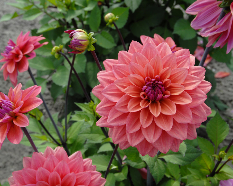 Dahlia 'American Dawn'