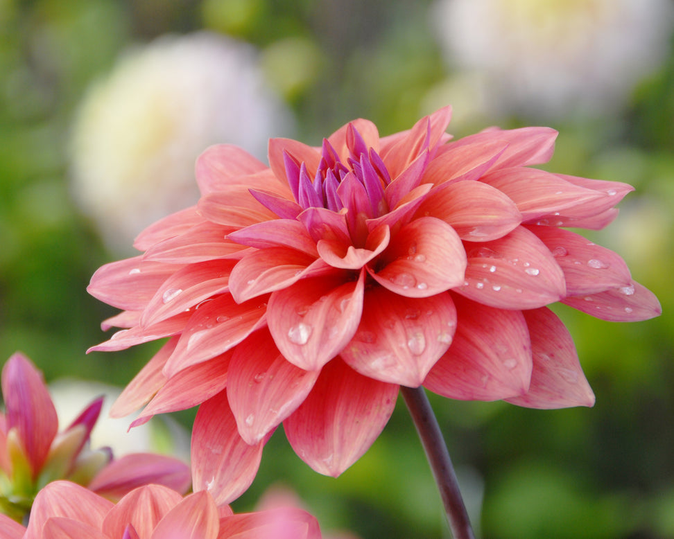 Dahlia 'American Dawn'