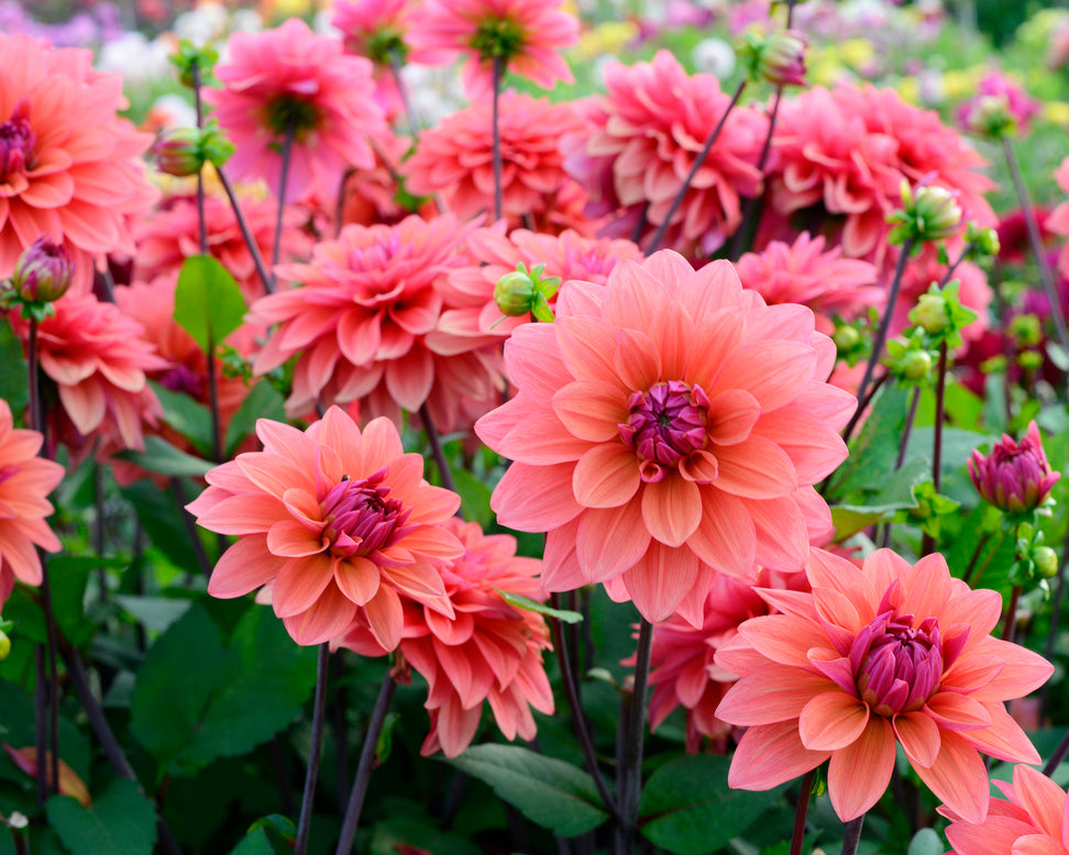 Dahlia 'American Dawn'