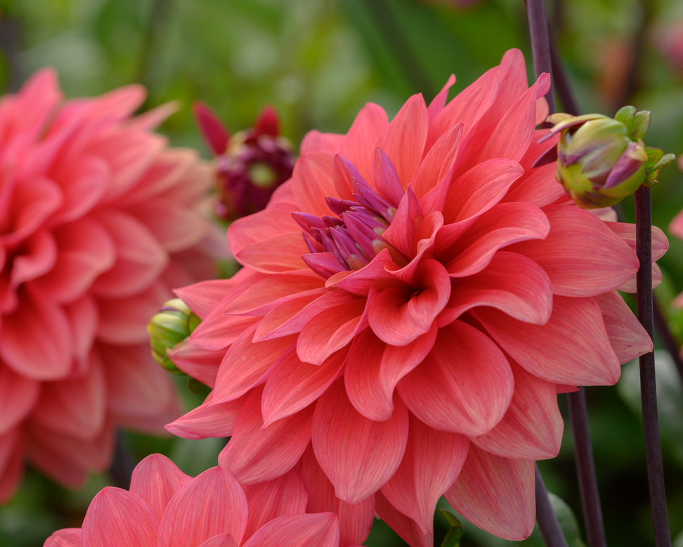 Dahlia 'American Dawn'