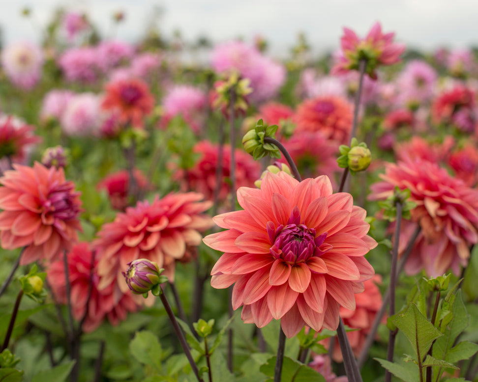 Dahlia 'American Dawn'