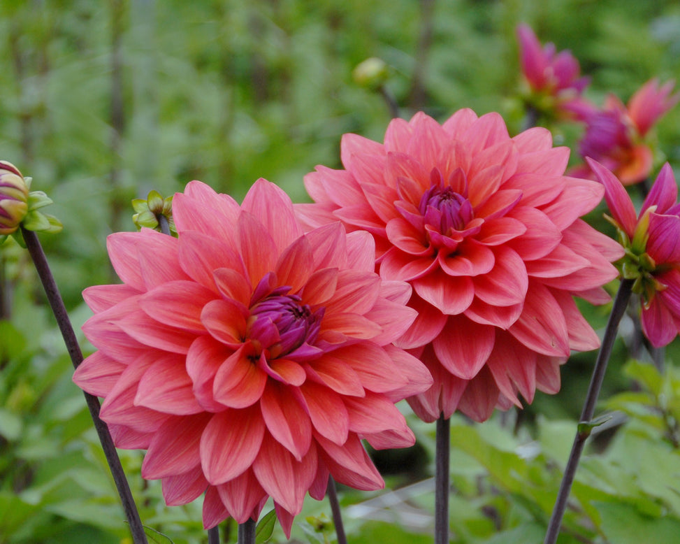 Dahlia 'American Dawn'