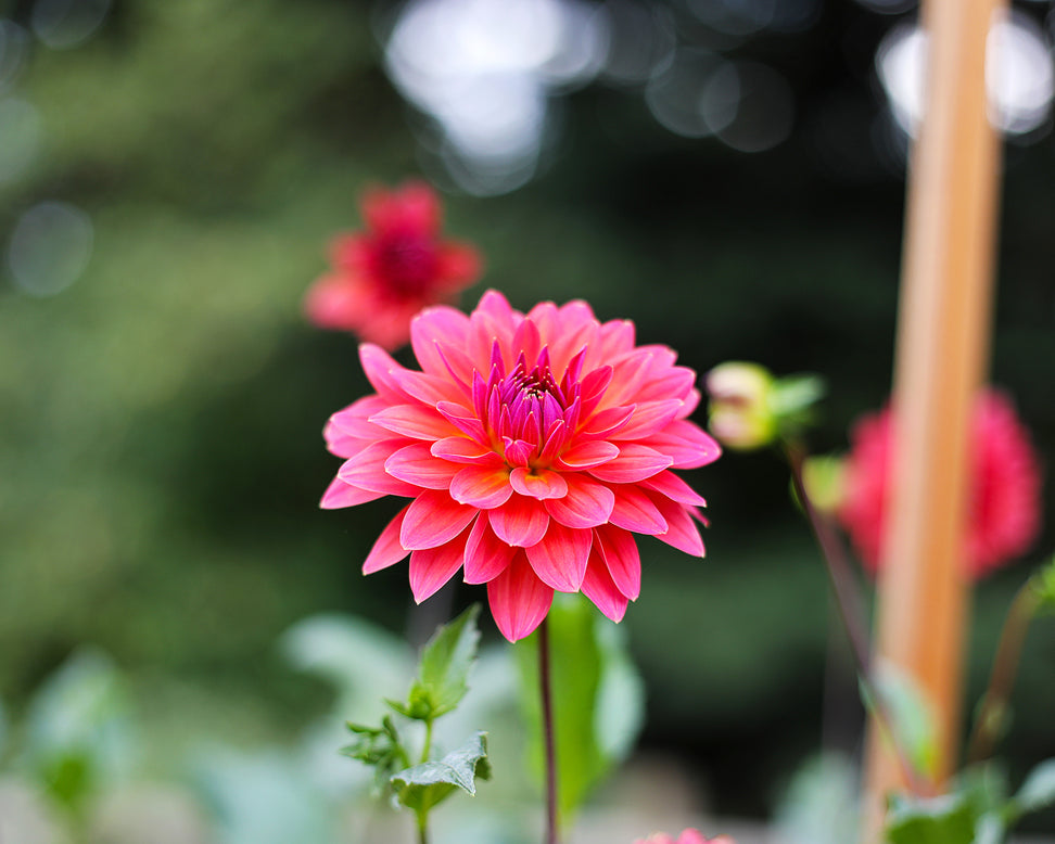 Dahlia 'American Dawn'