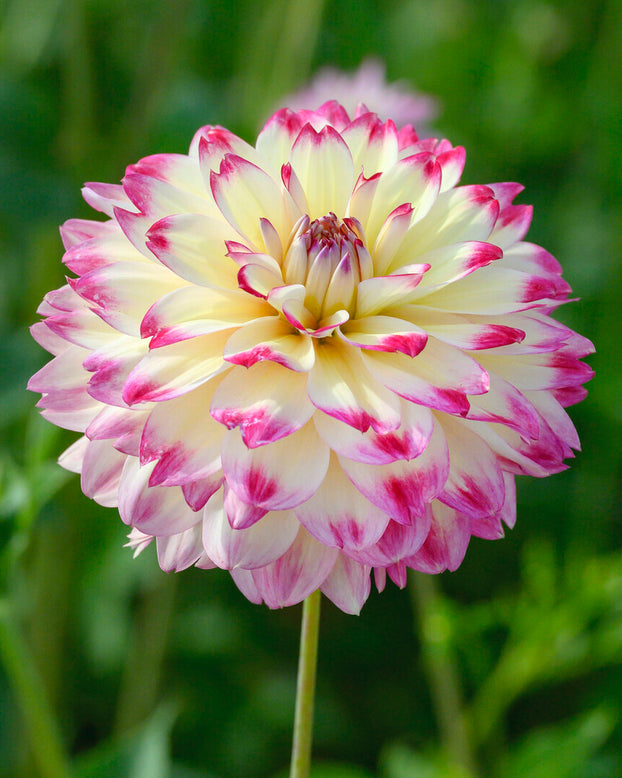 Dahlia 'Aphrodite'