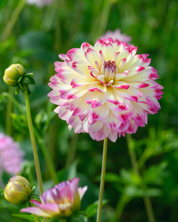 Dahlia 'Aphrodite'