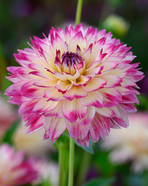 Dahlia 'Aphrodite'