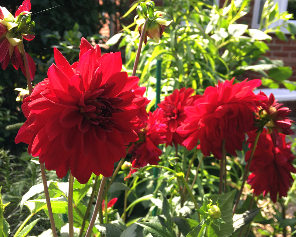 Dahlia 'Arabian Night'