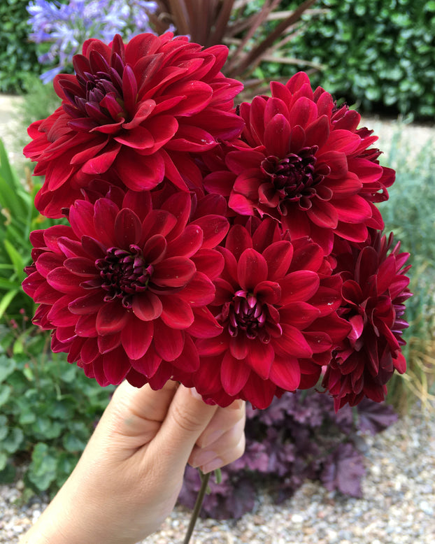 Dahlia 'Arabian Night'
