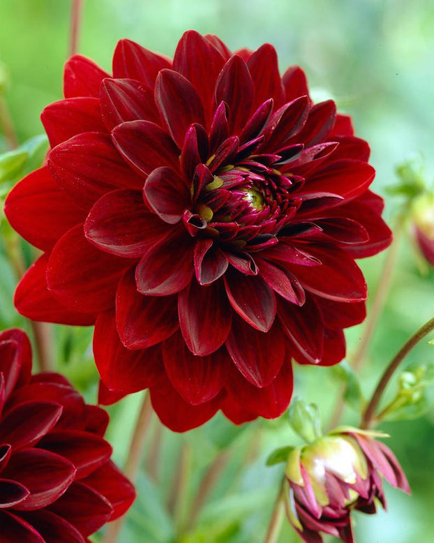Dahlia 'Arabian Night'