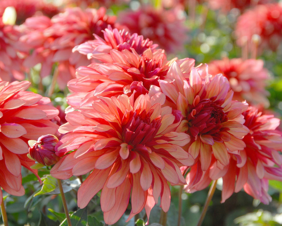 Dahlia 'Art Deco'