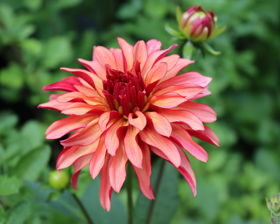 Dahlia 'Art Deco'