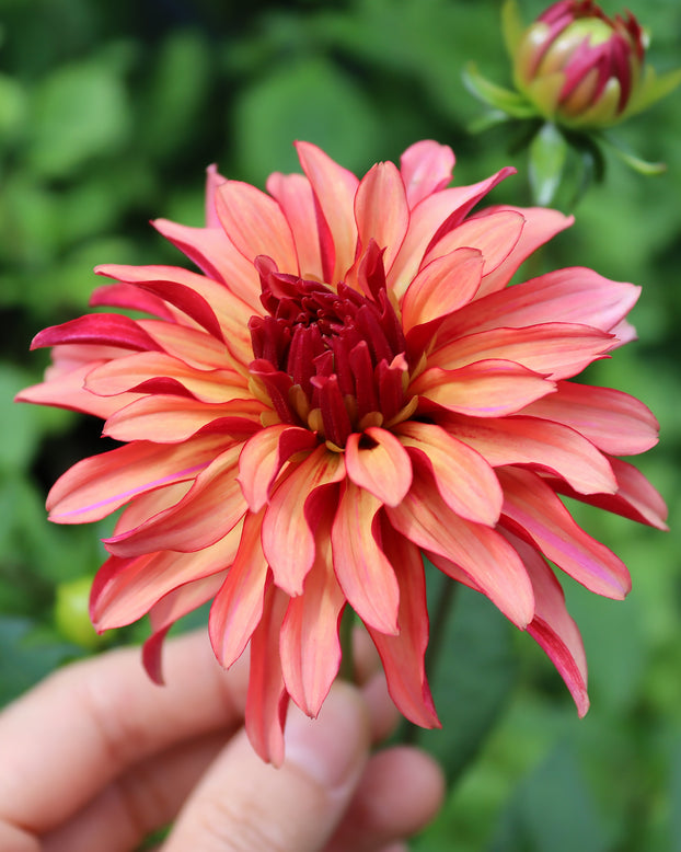 Dahlia 'Art Deco'