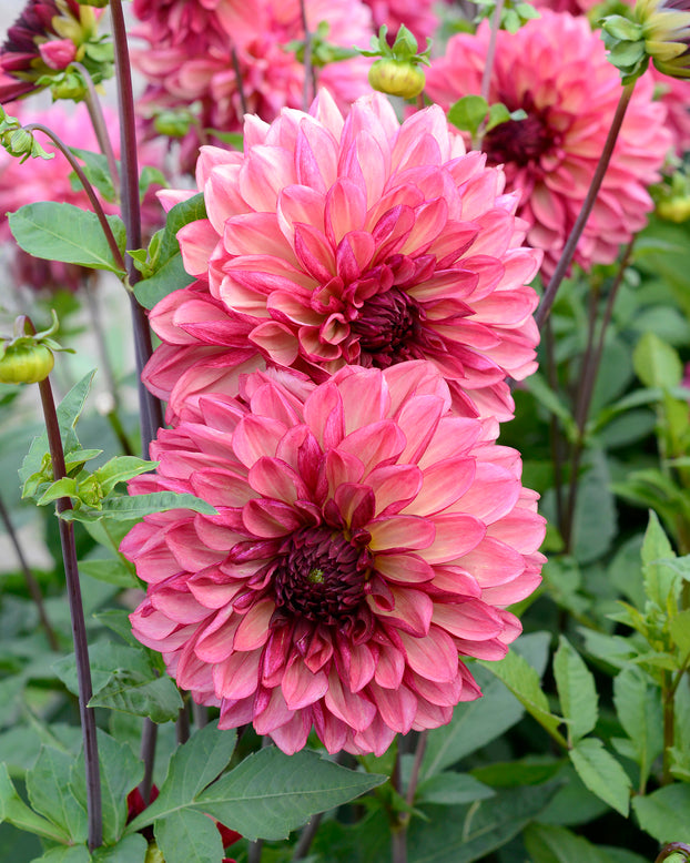 Dahlia 'Bacardi'