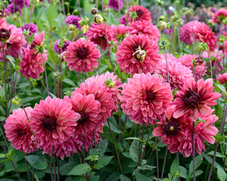 Dahlia 'Bacardi' Dahlia 'Bacardi'