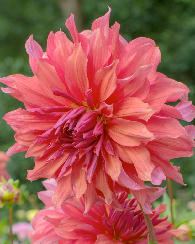 Dahlia 'Belle of Barmera'