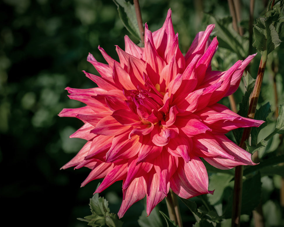 Dahlia 'Belle of Barmera'