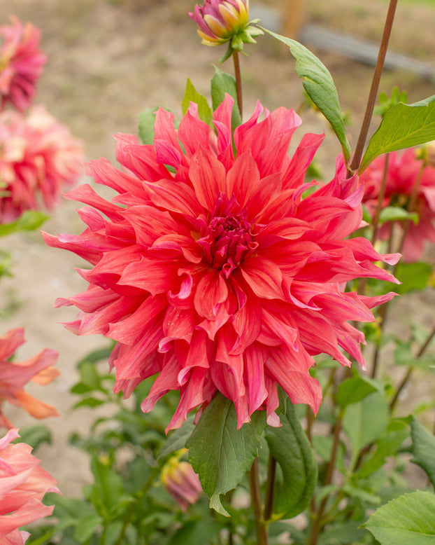 Dahlia 'Belle of Barmera'