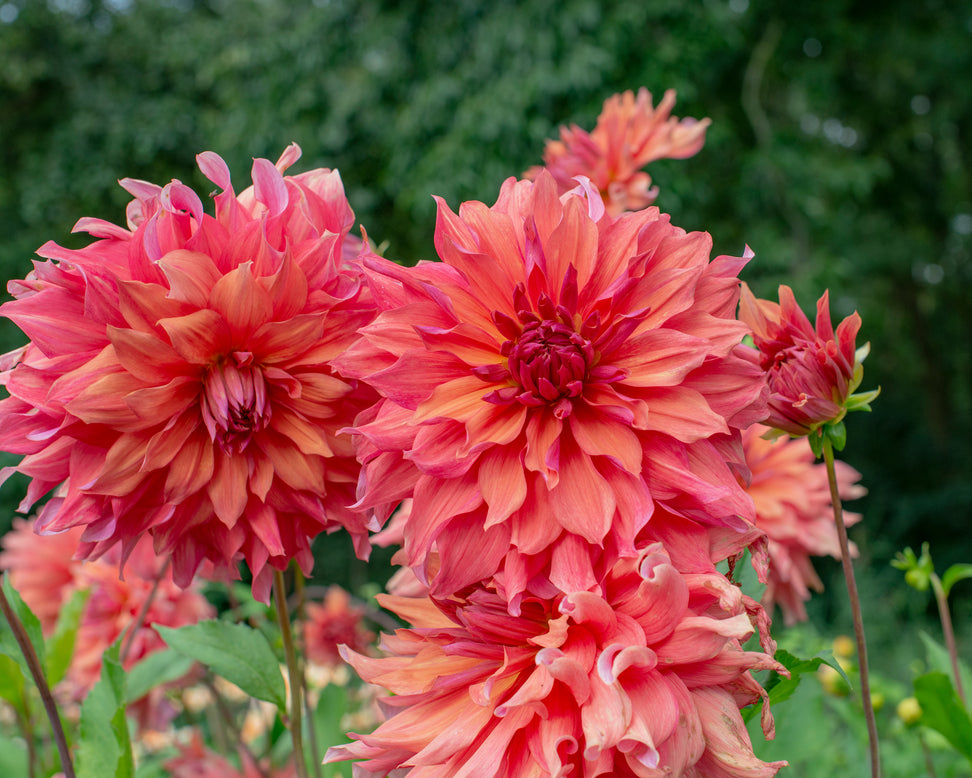 Dahlia 'Belle of Barmera'