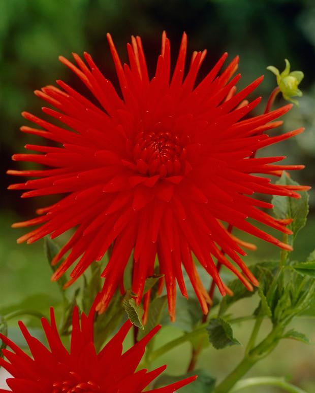 Dahlia 'Bergers Record'