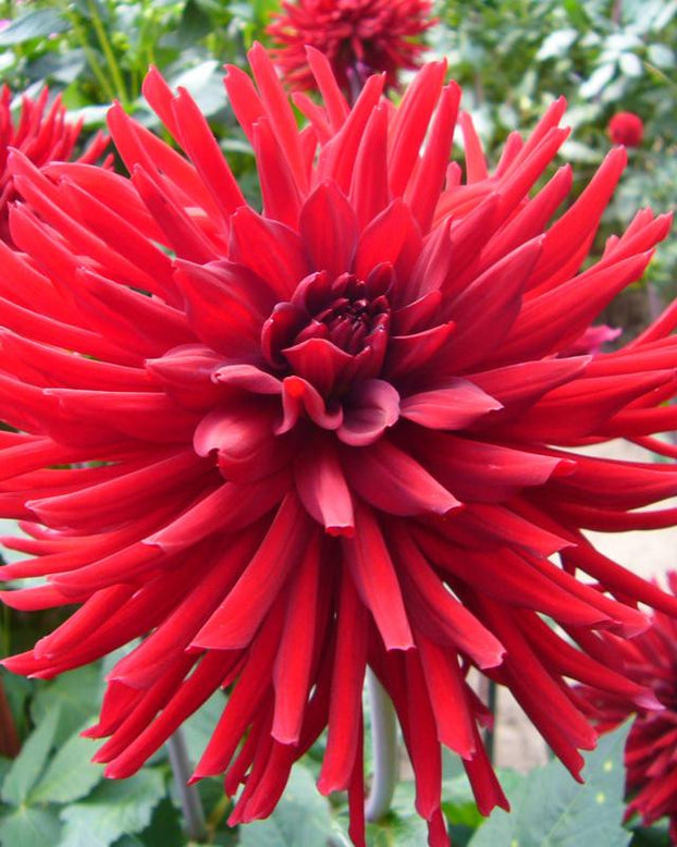 Dahlia 'Bergers Record'