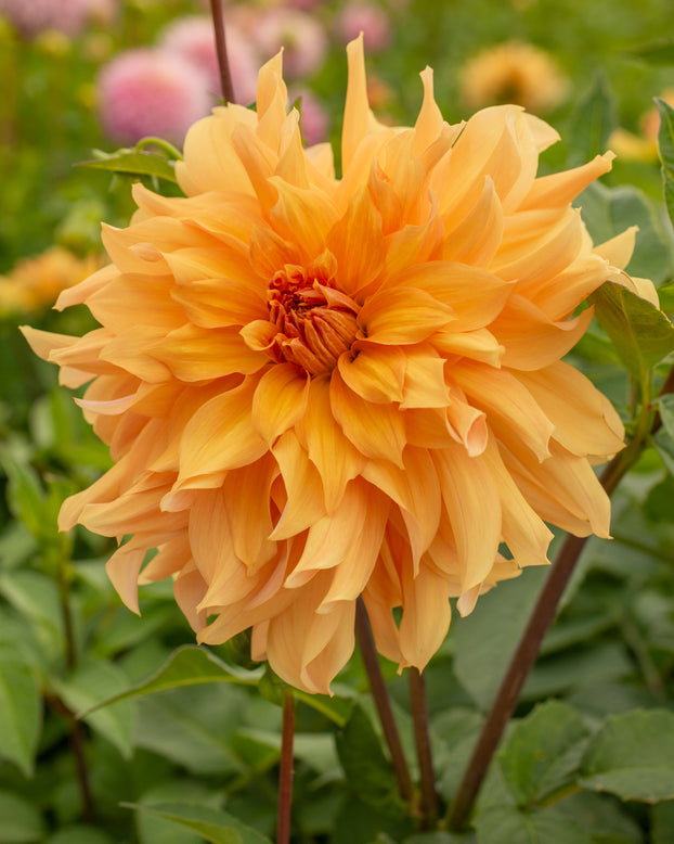 Dahlia 'Big Brother'