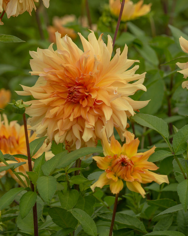 Dahlia 'Big Brother'