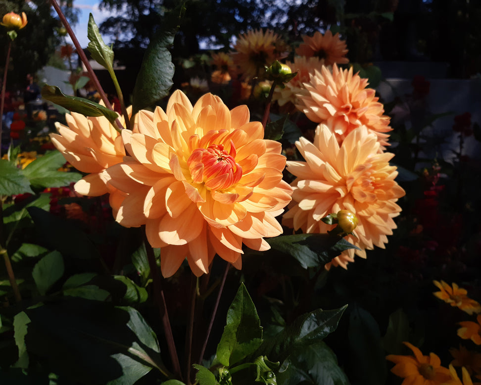 Dahlia 'Big Brother'