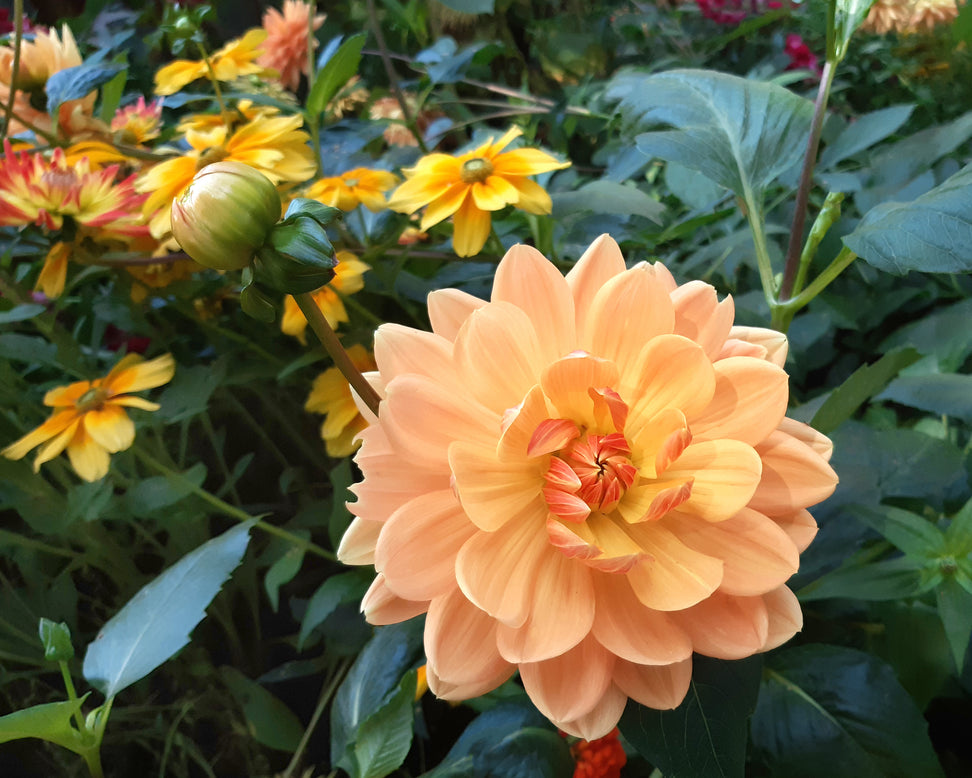 Dahlia 'Big Brother'