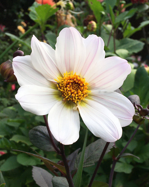 Dahlia 'Bishop of Dover'