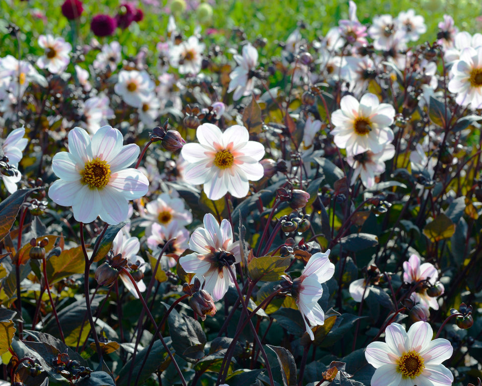 Dahlia 'Bishop of Dover'